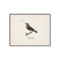 Picture of Wood Lark Bird _GroupedProduct_Rectangle_Landscape_Canvas_Framed_