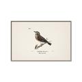 Picture of Wood Lark Bird _GroupedProduct_Rectangle_Landscape_Canvas_Framed_