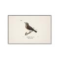 Picture of Wood Lark Bird _GroupedProduct_Rectangle_Landscape_Canvas_Framed_