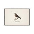Picture of Wood Lark Bird _GroupedProduct_Rectangle_Landscape_Canvas_Framed_