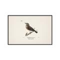 Picture of Wood Lark Bird _GroupedProduct_Rectangle_Landscape_Canvas_Framed_