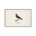Picture of Wood Lark Bird _GroupedProduct_Rectangle_Landscape_Canvas_Framed_