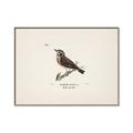 Picture of Wood Lark Bird _GroupedProduct_Rectangle_Landscape_Canvas_Framed_