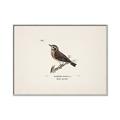 Picture of Wood Lark Bird _GroupedProduct_Rectangle_Landscape_Canvas_Framed_