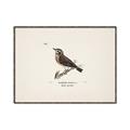 Picture of Wood Lark Bird _GroupedProduct_Rectangle_Landscape_Canvas_Framed_