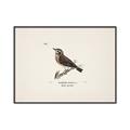 Picture of Wood Lark Bird _GroupedProduct_Rectangle_Landscape_Canvas_Framed_