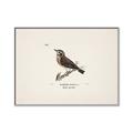 Picture of Wood Lark Bird _GroupedProduct_Rectangle_Landscape_Canvas_Framed_