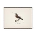 Picture of Wood Lark Bird _GroupedProduct_Rectangle_Landscape_Canvas_Framed_