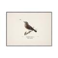 Picture of Wood Lark Bird _GroupedProduct_Rectangle_Landscape_Canvas_Framed_