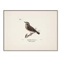 Picture of Wood Lark Bird _GroupedProduct_Rectangle_Landscape_Canvas_Framed_
