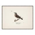 Picture of Wood Lark Bird _GroupedProduct_Rectangle_Landscape_Canvas_Framed_