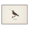 Picture of Wood Lark Bird _GroupedProduct_Rectangle_Landscape_Canvas_Framed_