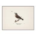 Picture of Wood Lark Bird _GroupedProduct_Rectangle_Landscape_Canvas_Framed_