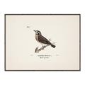 Picture of Wood Lark Bird _GroupedProduct_Rectangle_Landscape_Canvas_Framed_