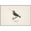 Picture of Wood Lark Bird _GroupedProduct_Rectangle_Landscape_Canvas_Framed_