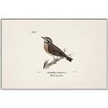Picture of Wood Lark Bird _GroupedProduct_Rectangle_Landscape_Canvas_Framed_