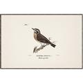 Picture of Wood Lark Bird _GroupedProduct_Rectangle_Landscape_Canvas_Framed_