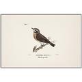 Picture of Wood Lark Bird _GroupedProduct_Rectangle_Landscape_Canvas_Framed_