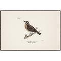 Picture of Wood Lark Bird _GroupedProduct_Rectangle_Landscape_Canvas_Framed_