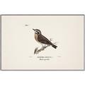 Picture of Wood Lark Bird _GroupedProduct_Rectangle_Landscape_Canvas_Framed_