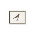 Picture of Turdus _GroupedProduct_Rectangle_Landscape_Canvas_Framed_