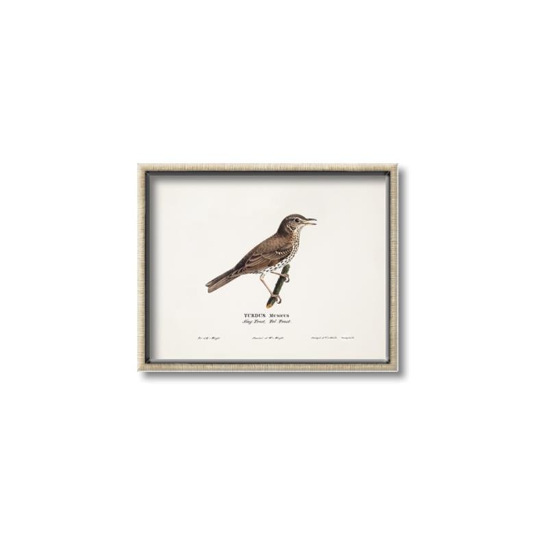 Picture of Turdus _GroupedProduct_Rectangle_Landscape_Canvas_Framed_