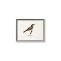 Picture of Turdus _GroupedProduct_Rectangle_Landscape_Canvas_Framed_
