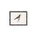 Picture of Turdus _GroupedProduct_Rectangle_Landscape_Canvas_Framed_