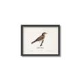Picture of Turdus _GroupedProduct_Rectangle_Landscape_Canvas_Framed_