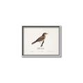 Picture of Turdus _GroupedProduct_Rectangle_Landscape_Canvas_Framed_