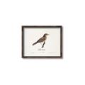 Picture of Turdus _GroupedProduct_Rectangle_Landscape_Canvas_Framed_