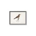 Picture of Turdus _GroupedProduct_Rectangle_Landscape_Canvas_Framed_