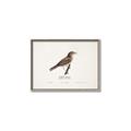 Picture of Turdus _GroupedProduct_Rectangle_Landscape_Canvas_Framed_