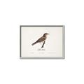 Picture of Turdus _GroupedProduct_Rectangle_Landscape_Canvas_Framed_