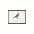 Picture of Turdus _GroupedProduct_Rectangle_Landscape_Canvas_Framed_