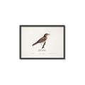 Picture of Turdus _GroupedProduct_Rectangle_Landscape_Canvas_Framed_