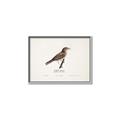 Picture of Turdus _GroupedProduct_Rectangle_Landscape_Canvas_Framed_