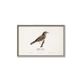 Picture of Turdus _GroupedProduct_Rectangle_Landscape_Canvas_Framed_