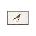 Picture of Turdus _GroupedProduct_Rectangle_Landscape_Canvas_Framed_
