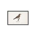 Picture of Turdus _GroupedProduct_Rectangle_Landscape_Canvas_Framed_