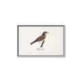 Picture of Turdus _GroupedProduct_Rectangle_Landscape_Canvas_Framed_