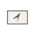 Picture of Turdus _GroupedProduct_Rectangle_Landscape_Canvas_Framed_