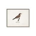 Picture of Turdus _GroupedProduct_Rectangle_Landscape_Canvas_Framed_