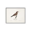 Picture of Turdus _GroupedProduct_Rectangle_Landscape_Canvas_Framed_