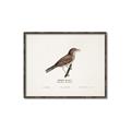 Picture of Turdus _GroupedProduct_Rectangle_Landscape_Canvas_Framed_