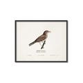 Picture of Turdus _GroupedProduct_Rectangle_Landscape_Canvas_Framed_