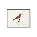 Picture of Turdus _GroupedProduct_Rectangle_Landscape_Canvas_Framed_