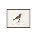 Picture of Turdus _GroupedProduct_Rectangle_Landscape_Canvas_Framed_