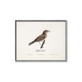 Picture of Turdus _GroupedProduct_Rectangle_Landscape_Canvas_Framed_