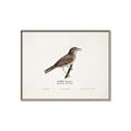 Picture of Turdus _GroupedProduct_Rectangle_Landscape_Canvas_Framed_